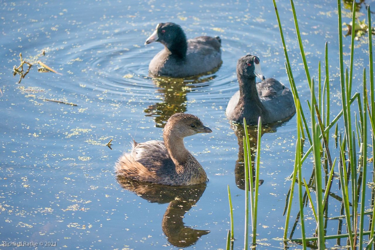 Pied-Billed Grebe