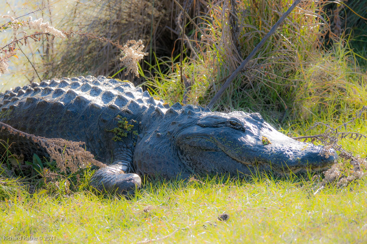 Alligator