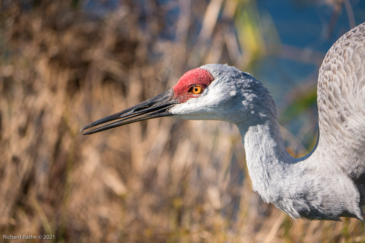 Sandhill Cranes