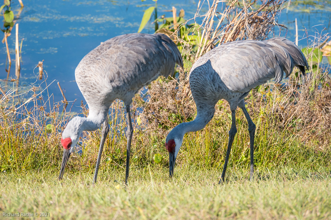 Sandhill Cranes