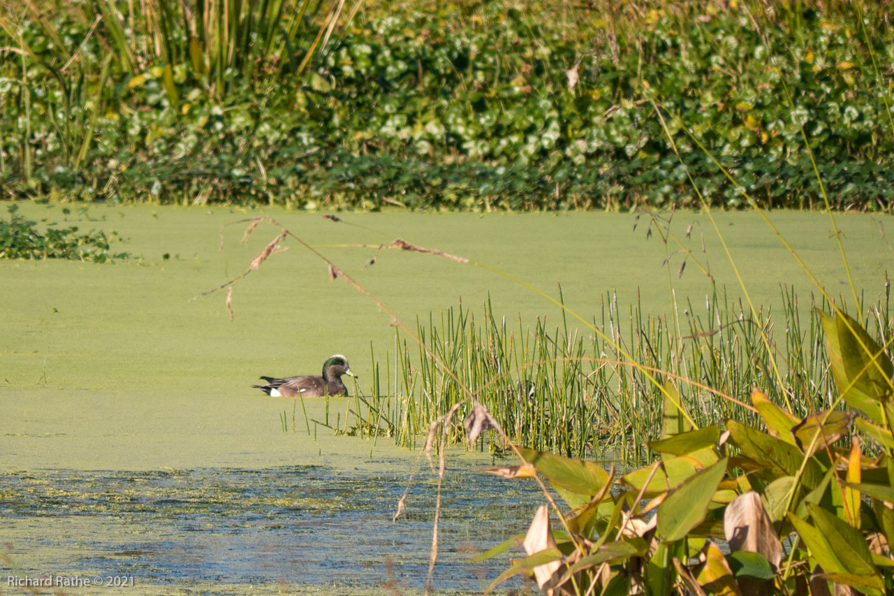 American Widgeon