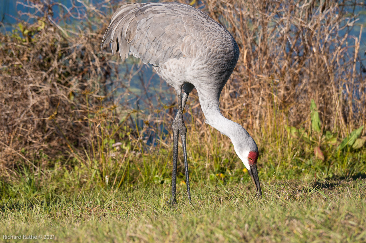 Sandhill Cranes