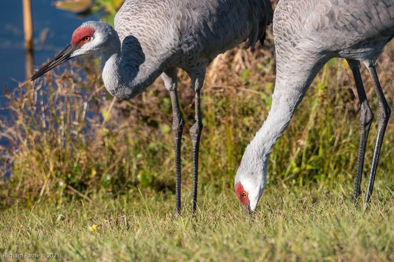 Sandhill Cranes