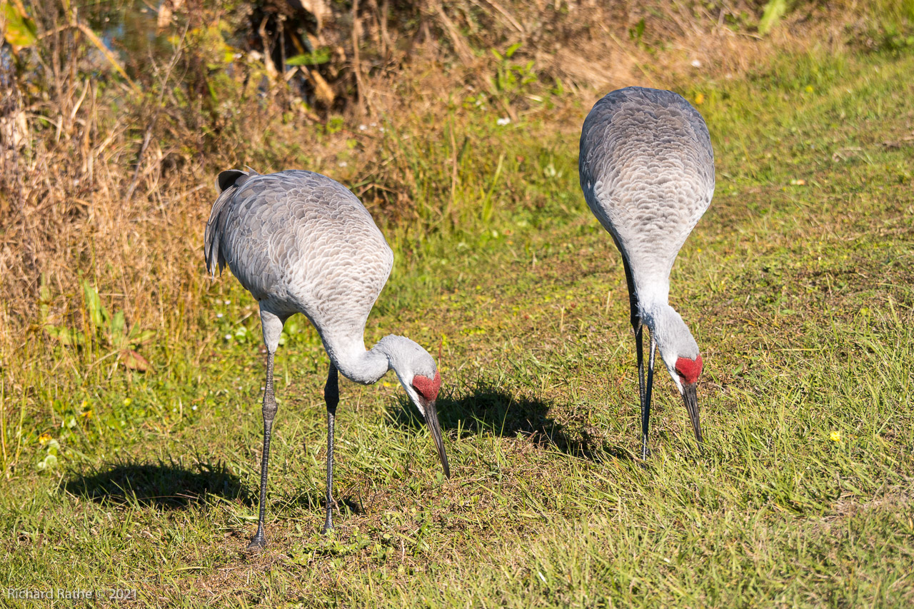 Sandhill Cranes