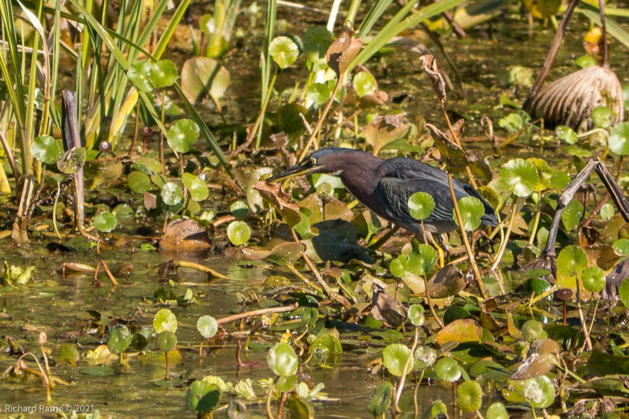 Little Green Heron