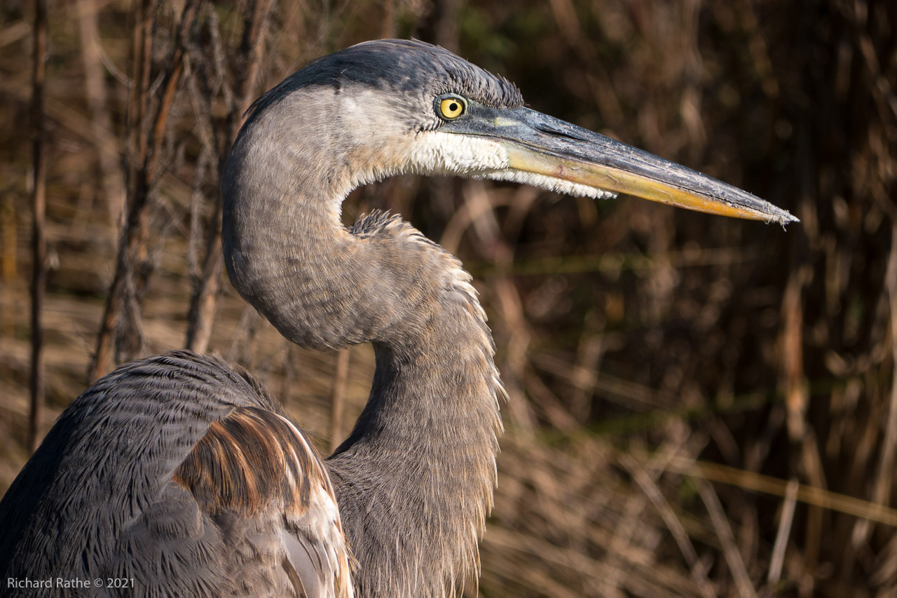 Great Blue Heron