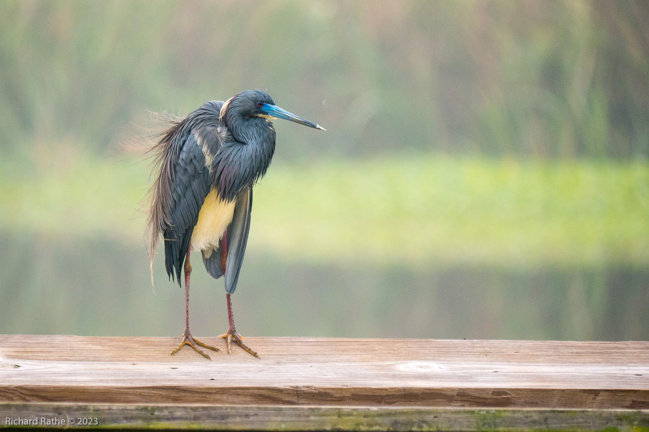 Tri-Color Heron