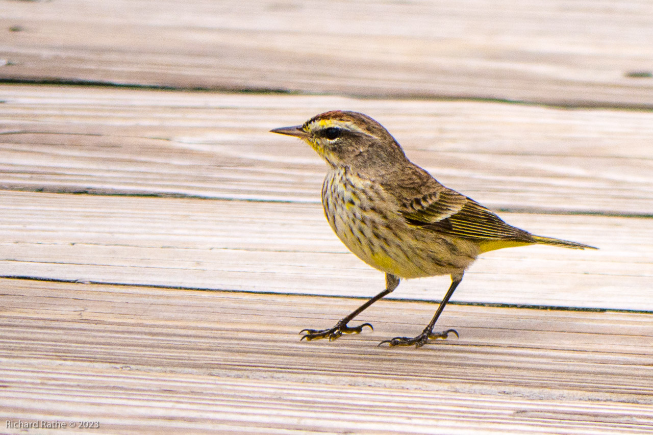 Palm Warbler