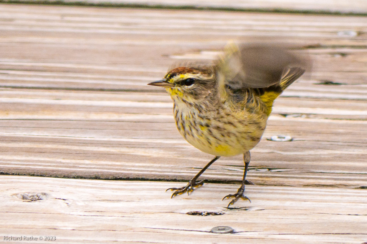 Palm Warbler