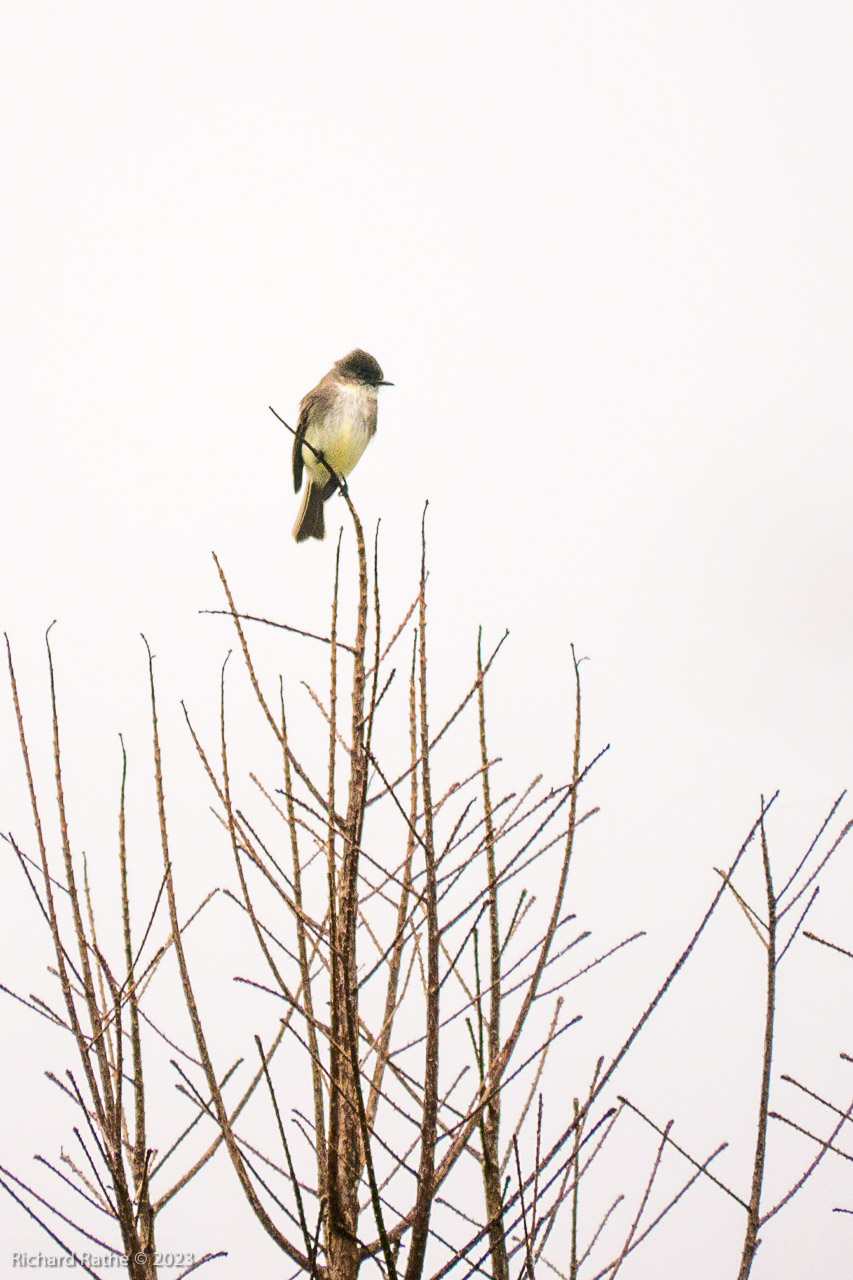 Eastern Phoebe