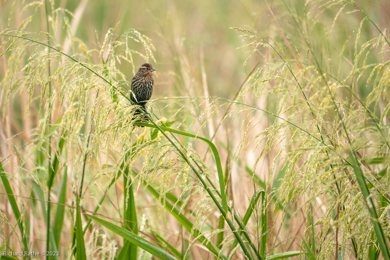 Red-Winged Blackbird