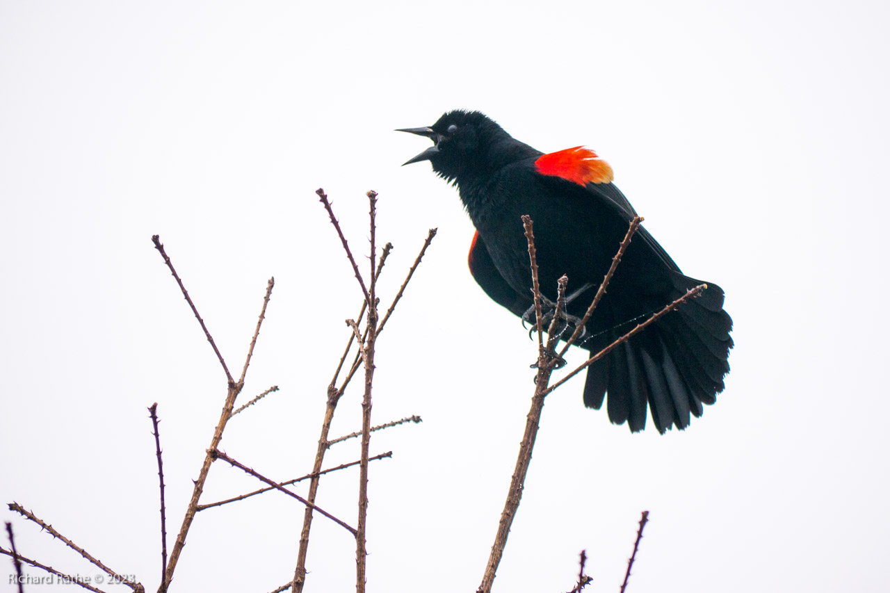 Red-Winged Blackbird