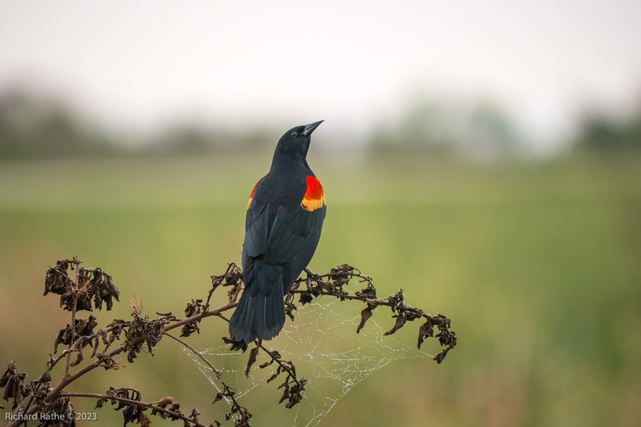 Red-Winged Blackbird