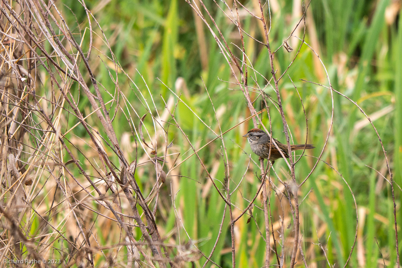 Swamp Sparrow