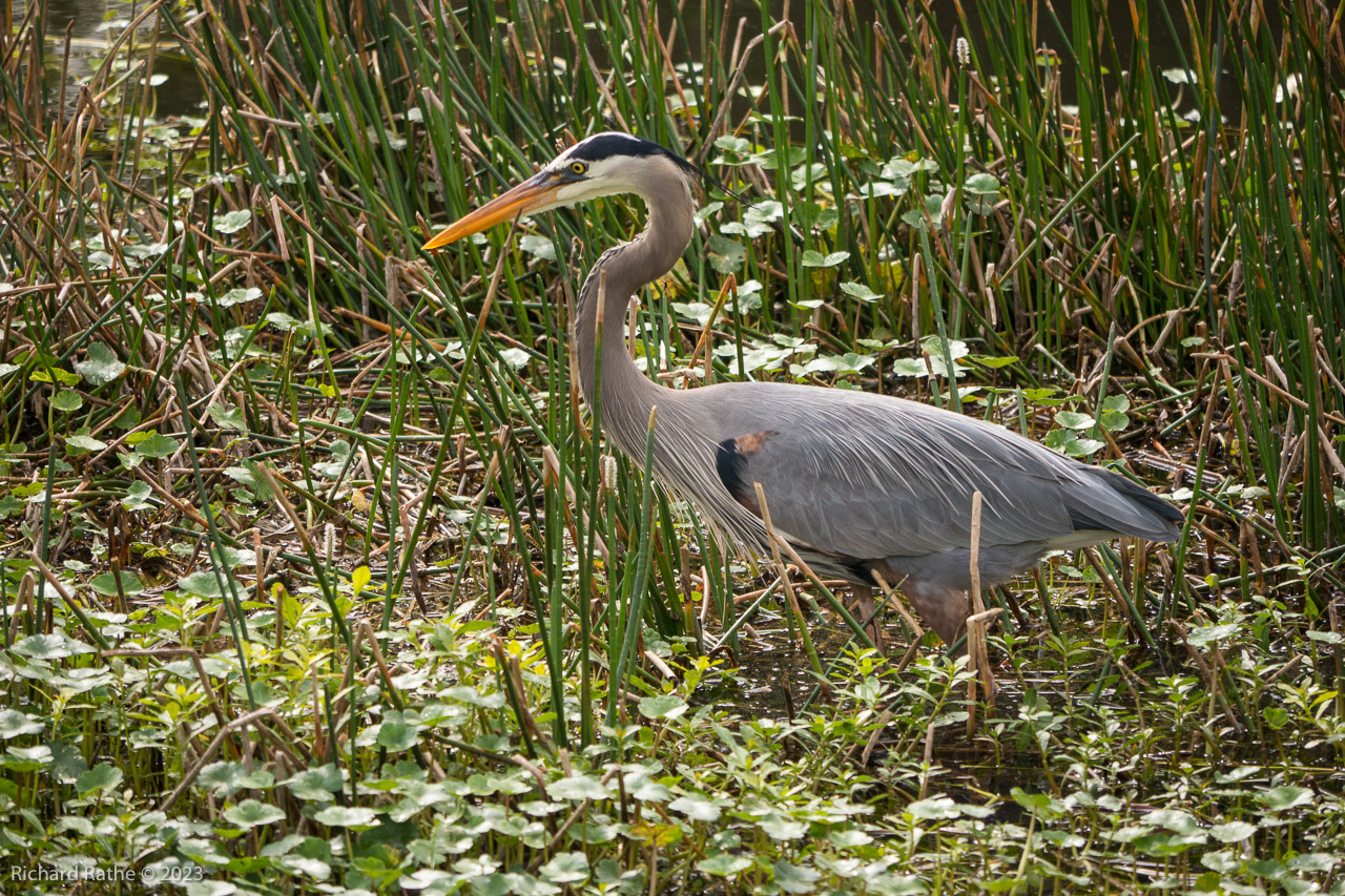 Great Blue Heron