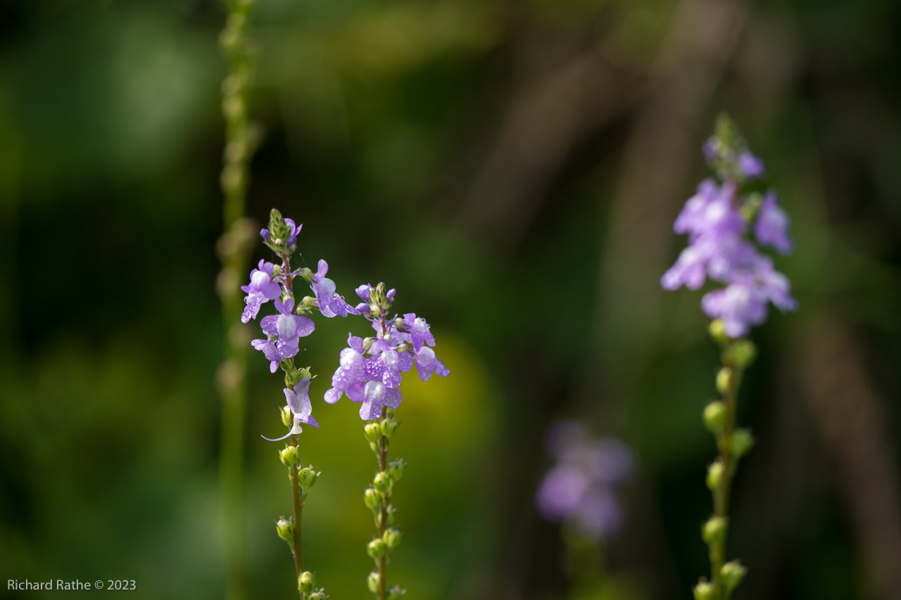 Blue Toadflax