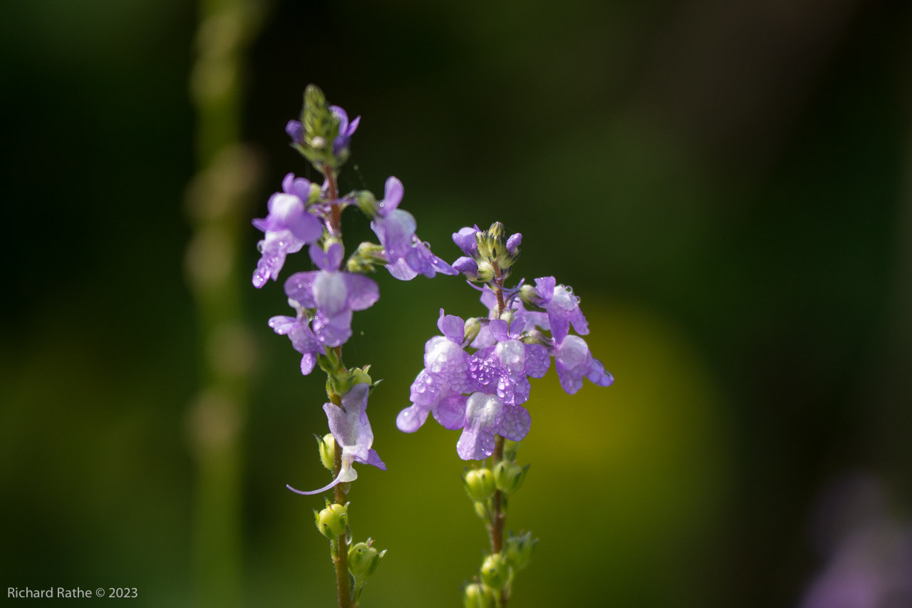 Blue Toadflax