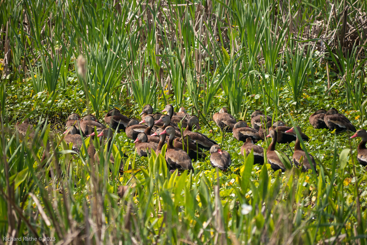 Black-Bellied Whistling Ducks