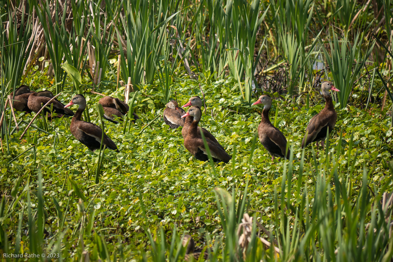 Black-Bellied Whistling Ducks