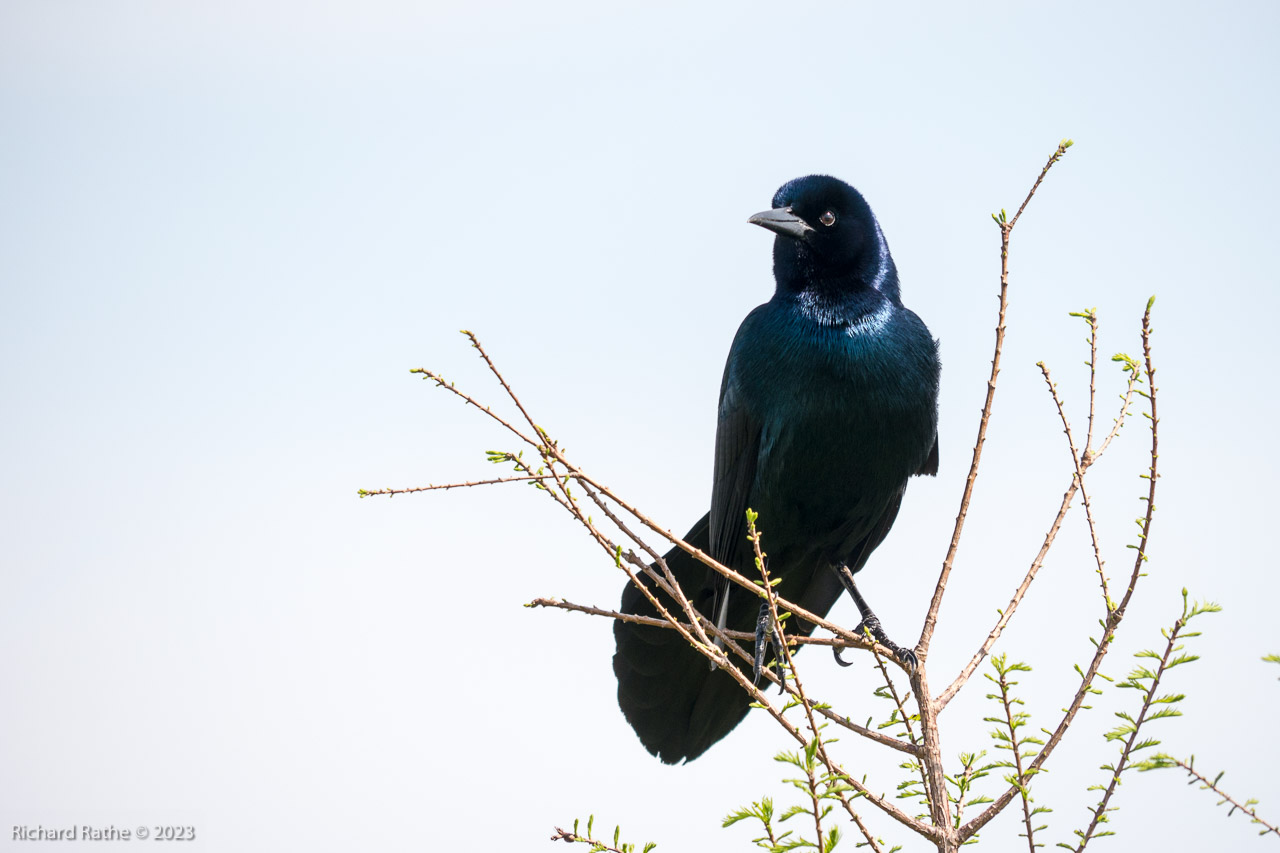 Boat-Tailed Grackle