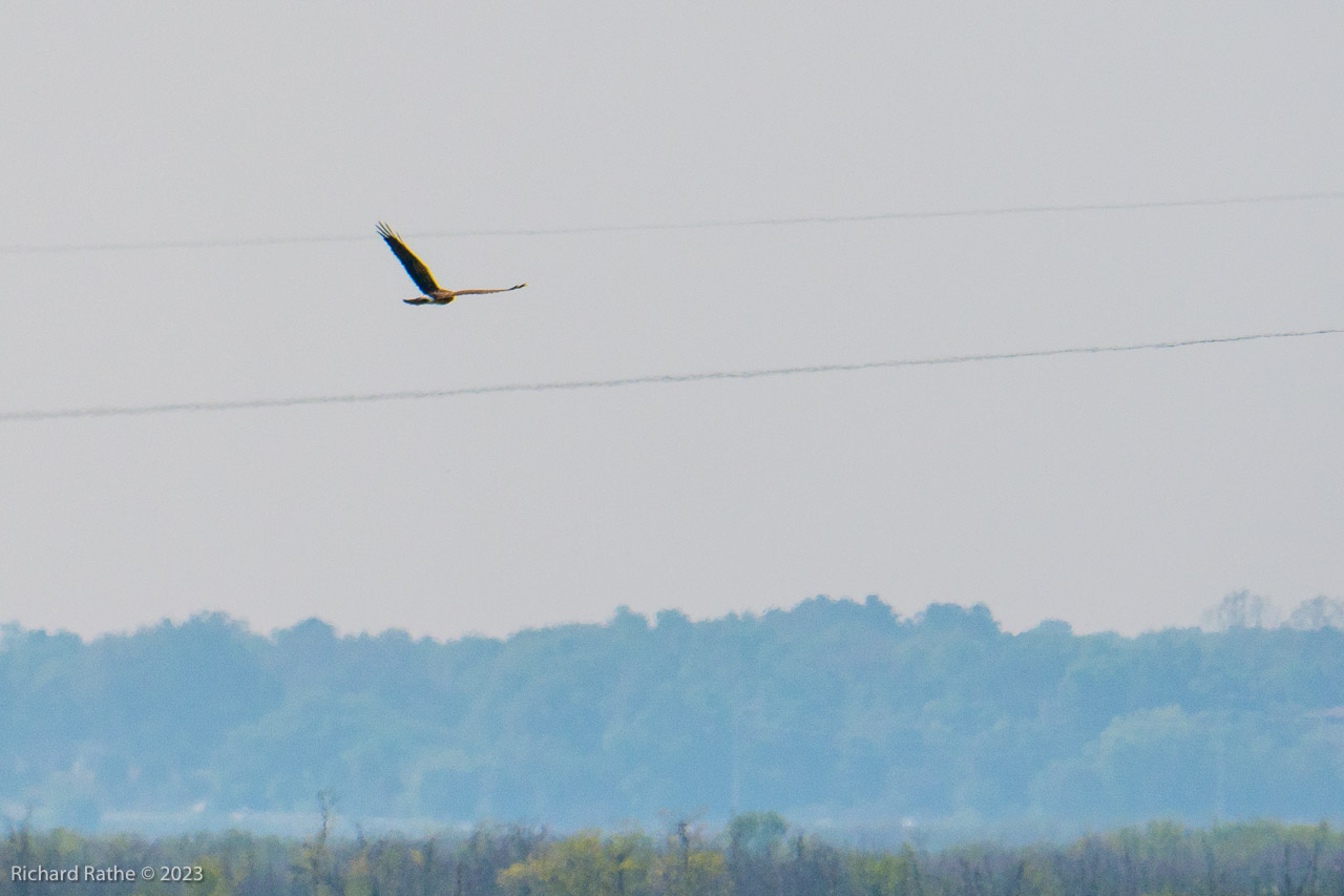 Northern Harrier