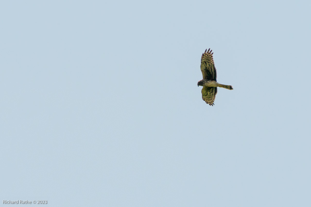 Northern Harrier