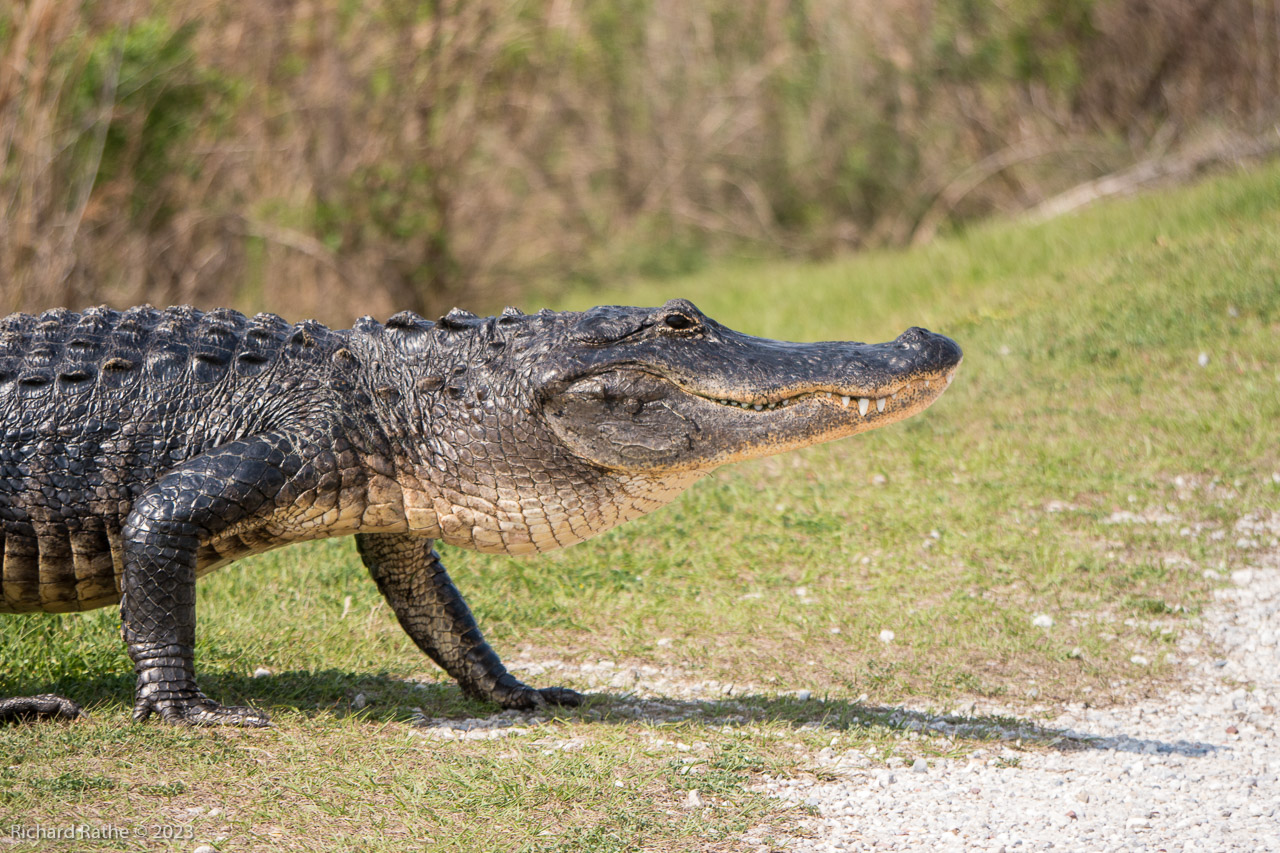 Alligator