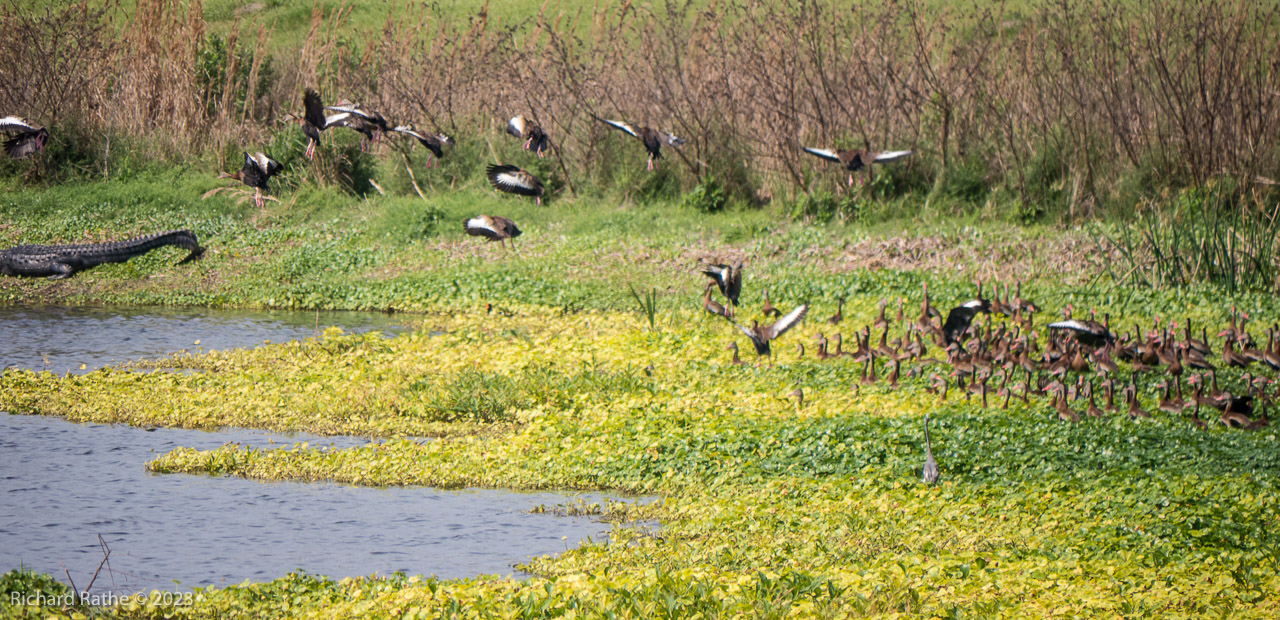 Black-Bellied Whistling Ducks