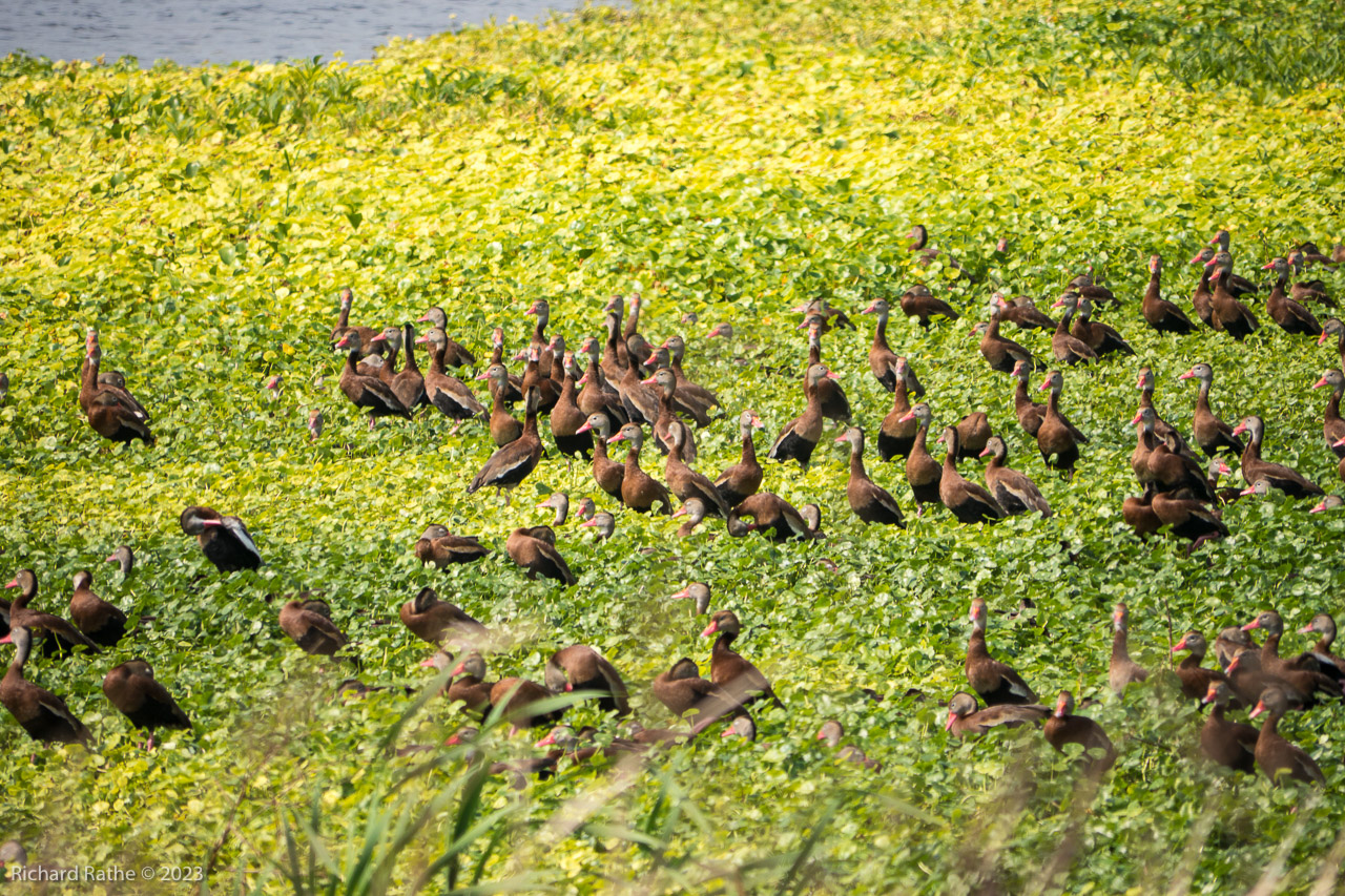 Black-Bellied Whistling Ducks