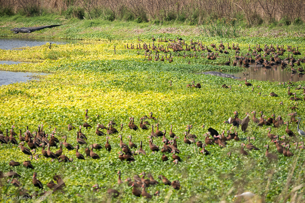 Black-Bellied Whistling Ducks