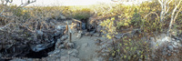 Panorama 020 Galapagos Panorama 