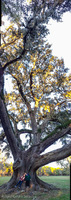 Panorama 071 Cellon Live Oak Panorama 