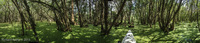 Panorama 122 Cypress Pond Panorama 
