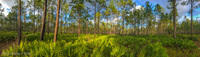 Panorama 157 Leafs Preserve Panorama 