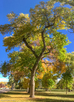 Panorama 227 Denver Panorama 