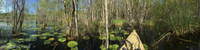 Panorama 289 Cypress Pond Lumix Ts4 Panorama 