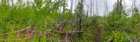 Panorama 319 Bwca 2018 Panorama Results Of Pagami Fire 2011