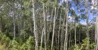 Panorama 339 Panorama Utah 2018 
