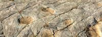 Panorama 445 Panorama Picket Wire Canyon 2019 Purgatoire River Dinosaur Trackway 