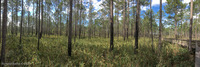 Panorama 463 Panhandle 2020 Panorama Pitcher Plants 