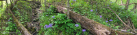 Panorama 475 Guttenberg 2020 Panorama Roadside Flowers 2020 