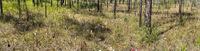 Panorama 806 Panhandle 2025 Panorama Pitcher Plants 