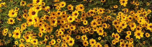 flowers-panorama