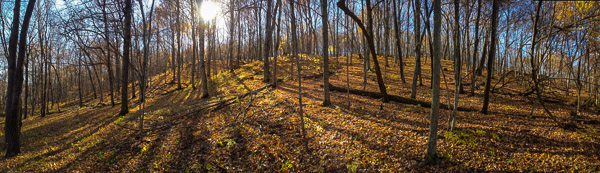 woods-panorama