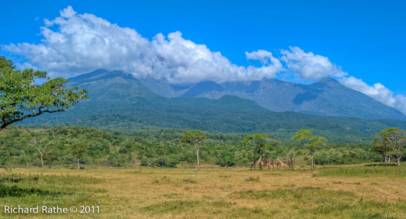Mt. Meru with Giraffes