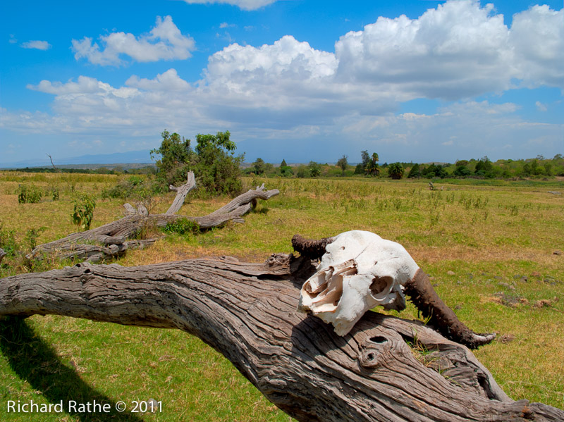 Buffalo Skull in Arusha Park