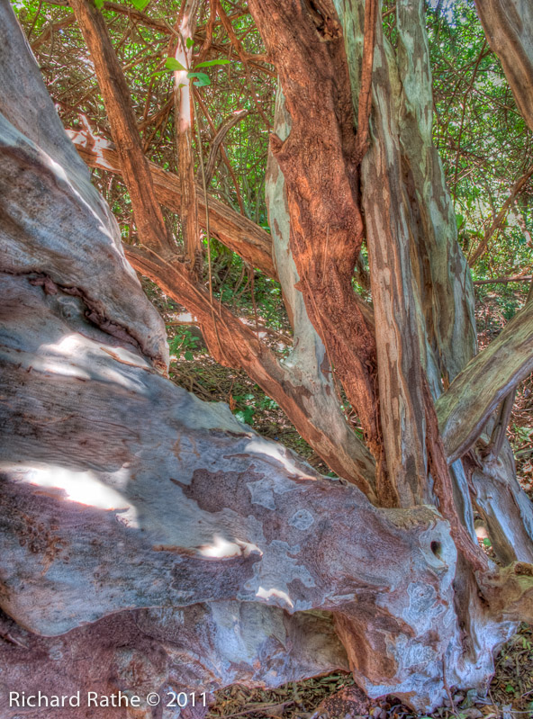 Sculpted Tree Bark