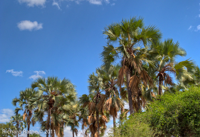 Date Palms