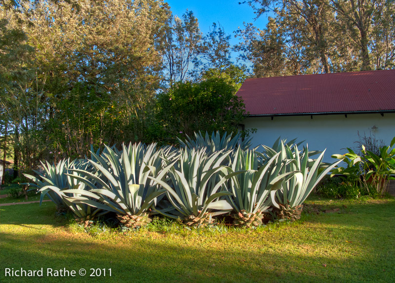 Century Plants