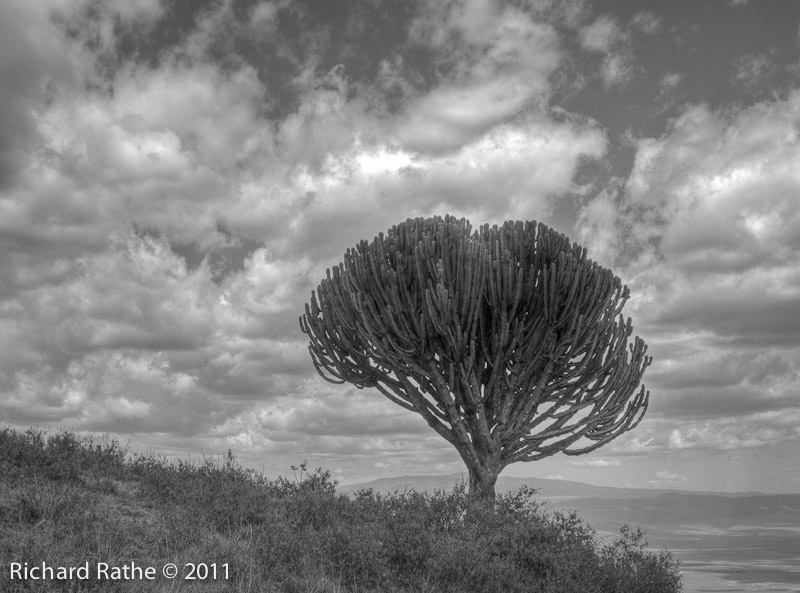 Candelabra Tree Inside Ngorongoro Crater